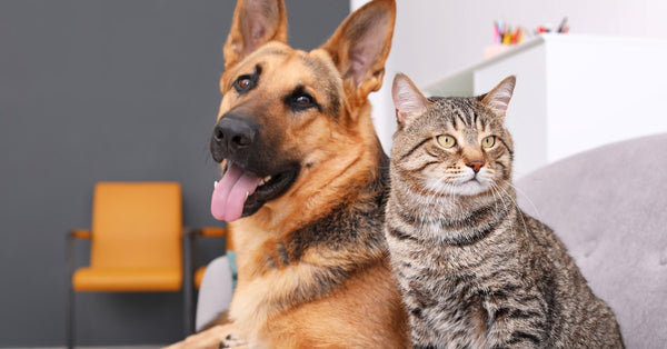 A German Shepherd and a striped cat sit together at home on a gray sofa. An orange chair sits in the background.